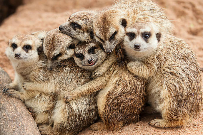 When was the last time you were at a zoo?