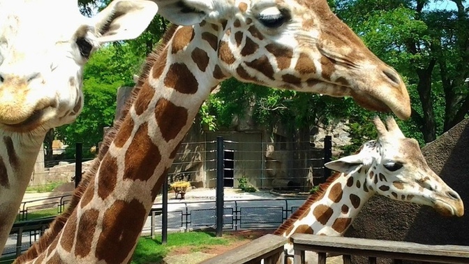 When was the last time you were at a zoo?
