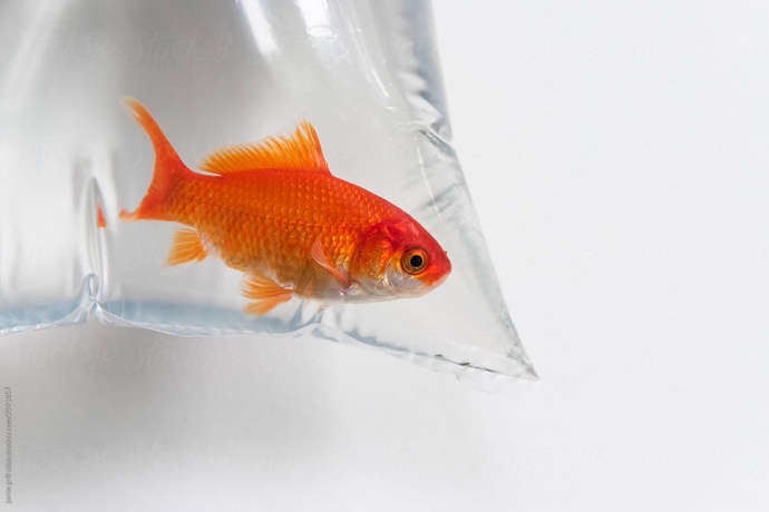 Would a goldfish be a nice surprise or not? for my lady friend?
