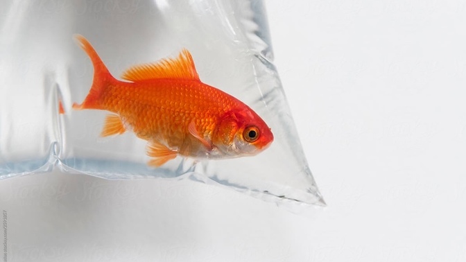 Would a goldfish be a nice surprise or not? for my lady friend?