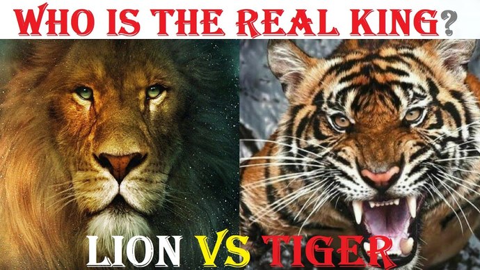 Why isnt the tiger the king of the jungle instead of the lion? Theyre bigger than lions and, unlike lions, actually live in the jungle?