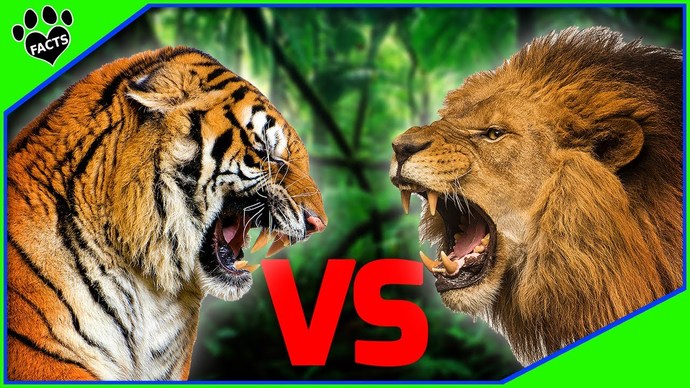Why isnt the tiger the king of the jungle instead of the lion? Theyre bigger than lions and, unlike lions, actually live in the jungle?