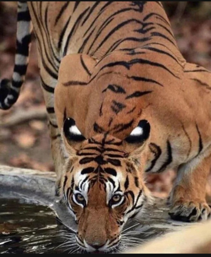 Why isn't the tiger the king of the jungle instead of the lion? They're bigger than lions and, unlike lions, actually live in the jungle?