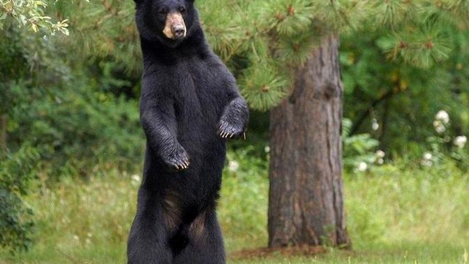 Should Californians have a right to bare arms?