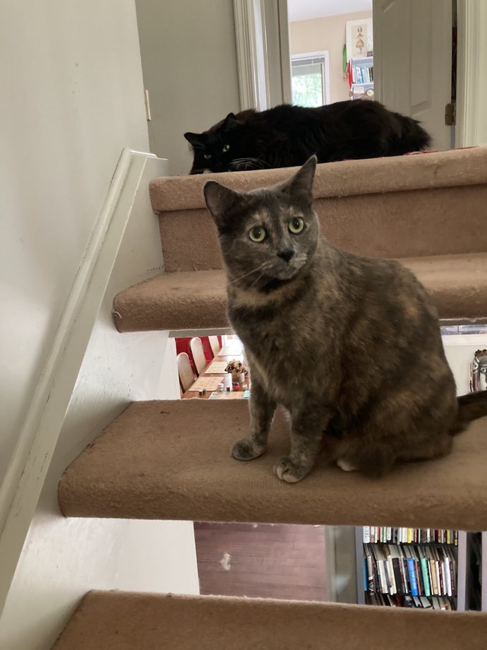 To cat owners do you ever sometimes have to step over your cat cause they are laying in your path blocking your way?