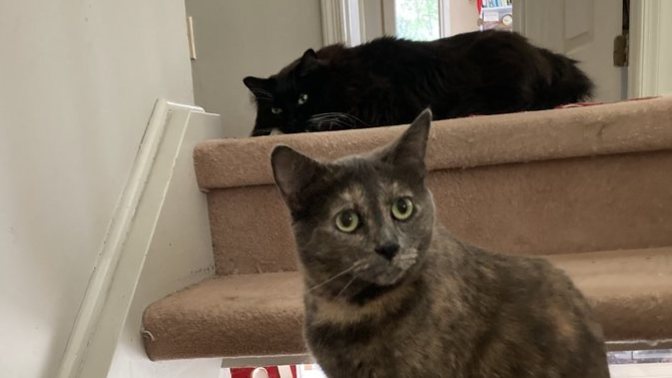 To cat owners do you ever sometimes have to step over your cat cause they are laying in your path blocking your way?