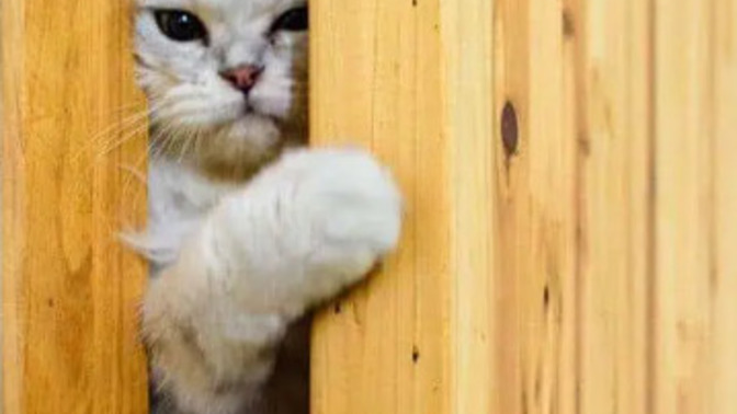 Why does my cat wants me to keep closing doors?