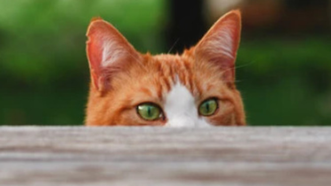 Do you think cats are sneaky?