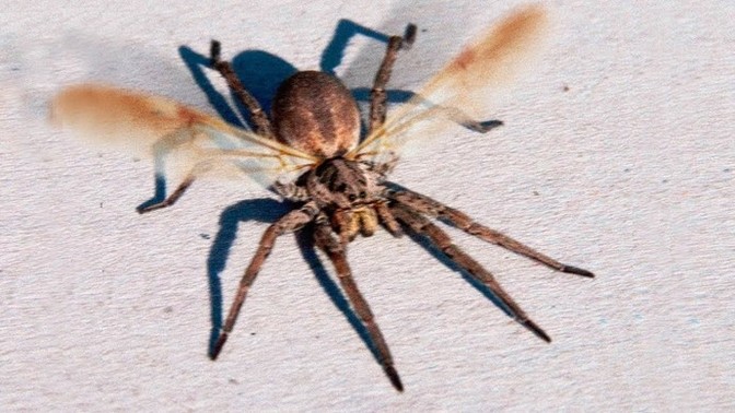 How would you react if you see a spider evolving into growing wings and have the ability to fly?