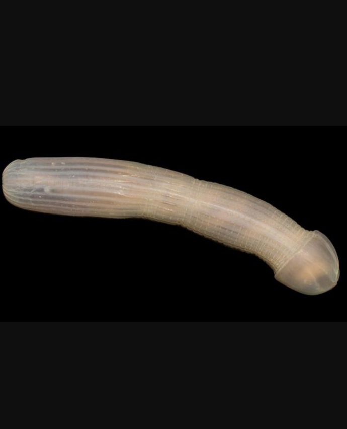 Isn’t this an amazing looking sea creature?