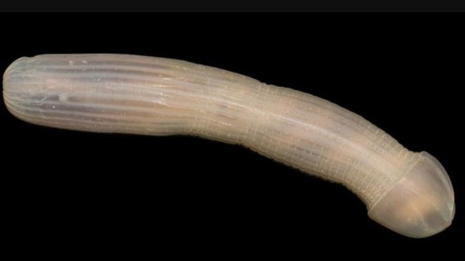 Isn’t this an amazing looking sea creature?