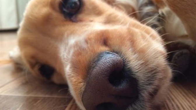 👃 How much do you know about ‘Nasal Hair’?