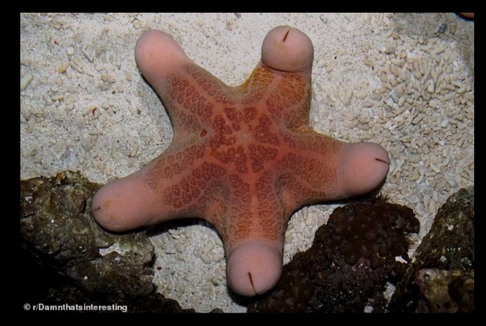 Do you like starfish?