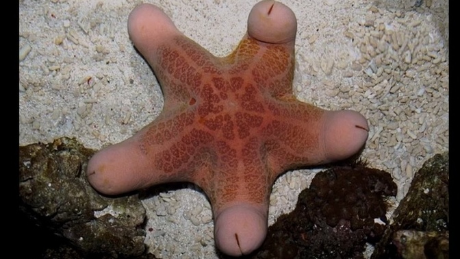 Do you like starfish?