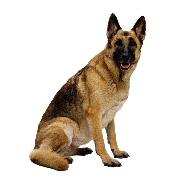 Would You Rather Be a Velociraptor (Jurassic Park) or a Dog and Why?