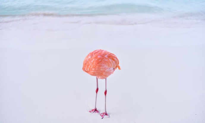 Flamingo on Sand