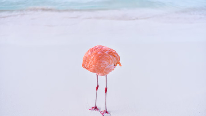 Was it fair to DISQUALIFY this PHOTO from the AI Photo Contest?