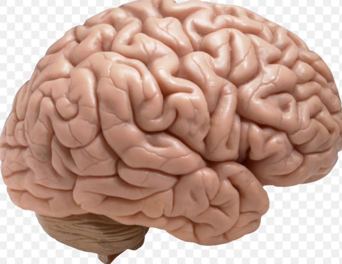 Did you know that a MANs BRAIN changes when he becomes a FATHER?