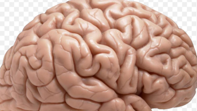 Did you know that a MAN's BRAIN changes when he becomes a FATHER?