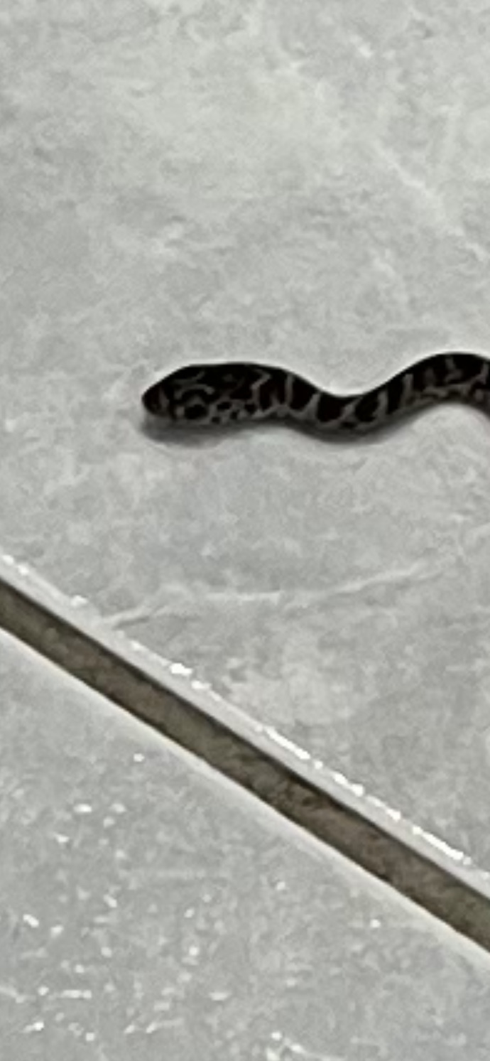 What kind of snake 🐍 is in the picture?