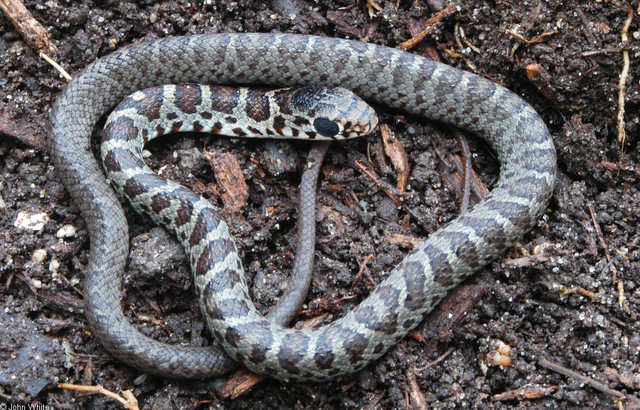 What kind of snake 🐍 is in the picture?