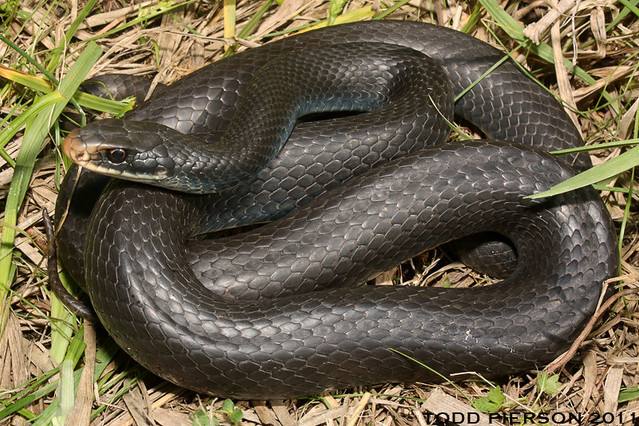 What kind of snake 🐍 is in the picture?