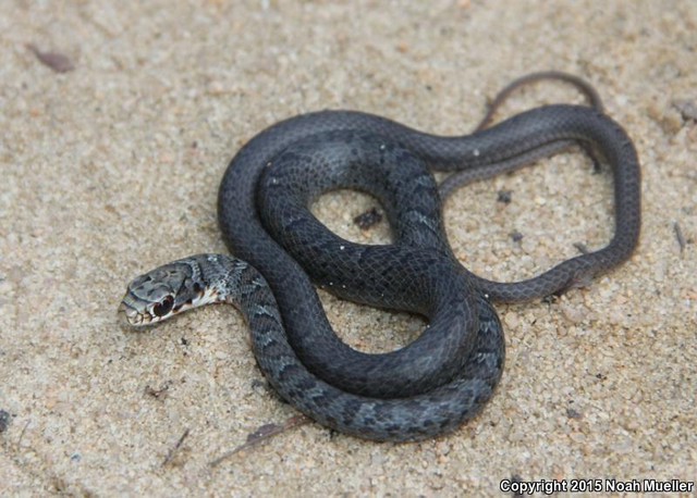 What kind of snake 🐍 is in the picture?