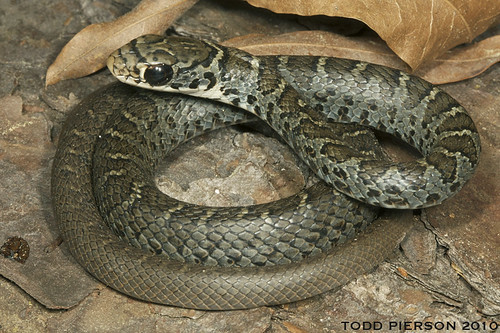 What kind of snake 🐍 is in the picture?