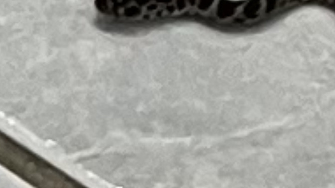 What kind of snake 🐍 is in the picture?