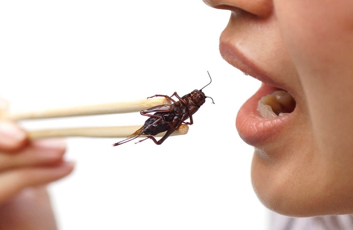 Would you eat bugs?