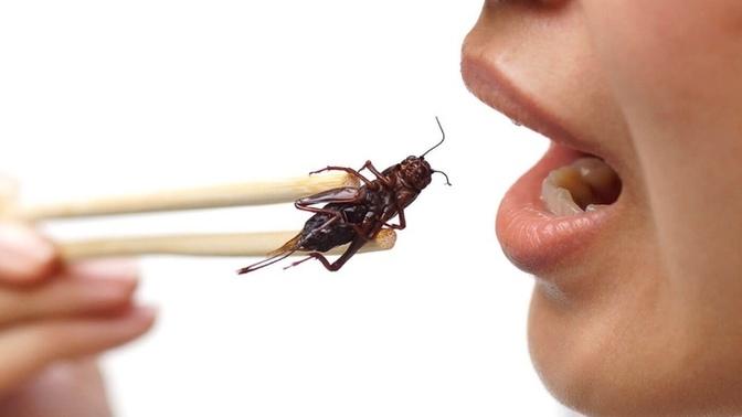 Would you eat bugs?