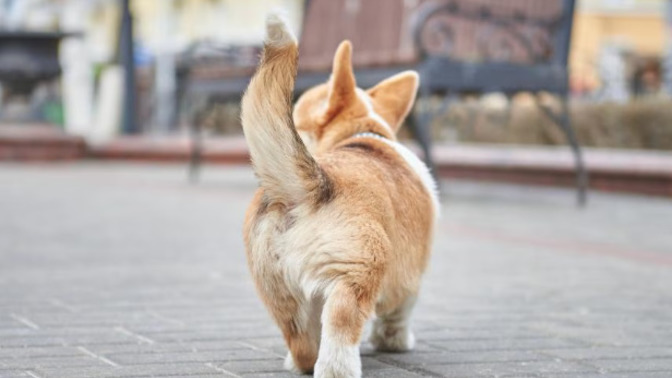 Do you ever wish you had a tail?