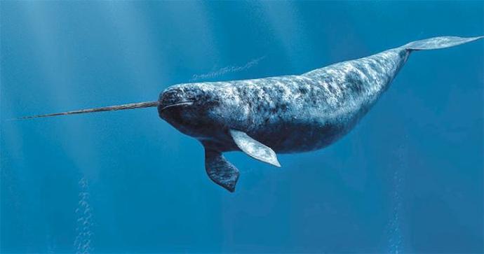 Do you think mermaids could really exist?