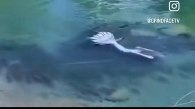 Do you think mermaids could really exist?