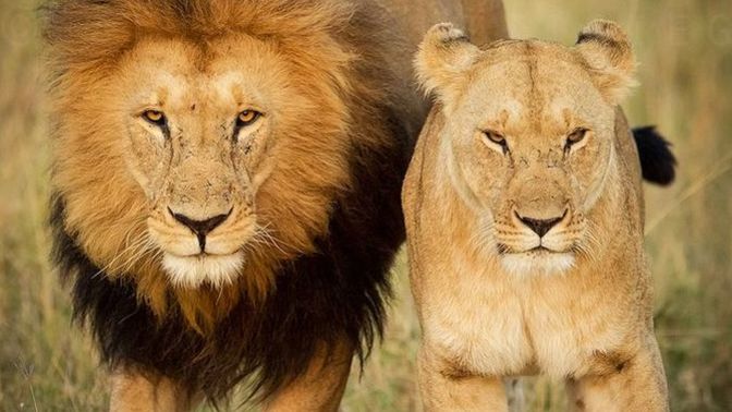 What do you think about using Preferred Pronouns?