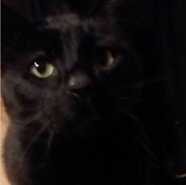 Have you ever rescued a needy kitty?
