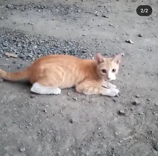 Have you ever rescued a needy kitty?