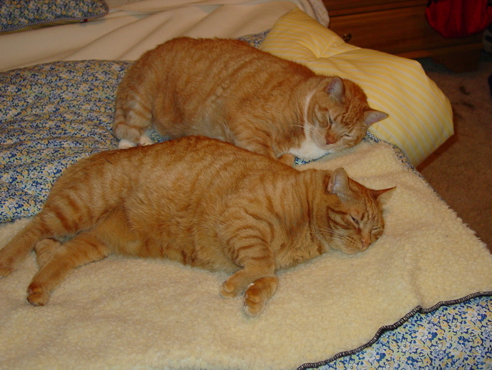 Have you ever rescued a needy kitty?