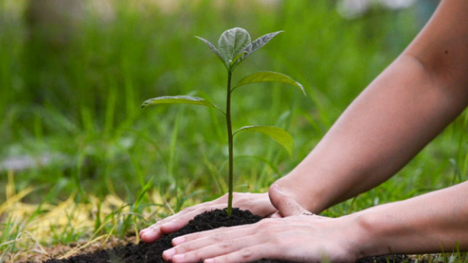 Is it illegal to plant trees on public land?