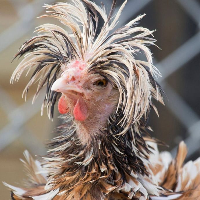 Anyone in here have chickens?