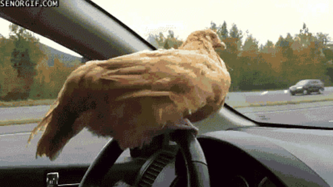 Anyone in here have chickens?
