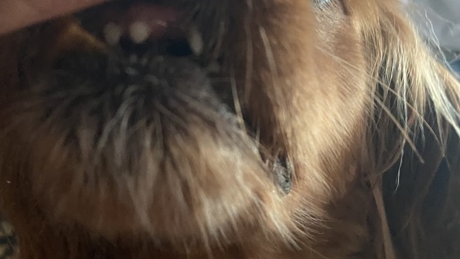Is this normal for a King Charles spaniel?