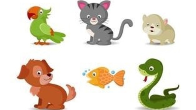 What is your pet of choice?
