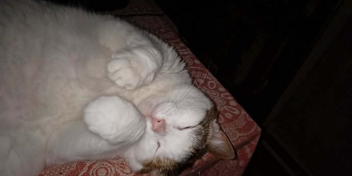 Are you a cat or a dog person?