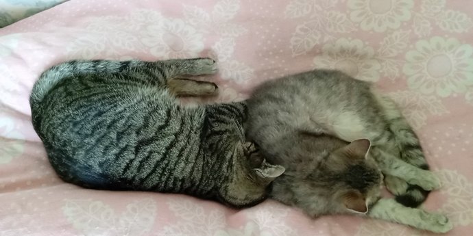 Are you a cat or a dog person?