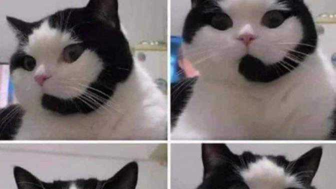 Can I train my cat to work at a call center?