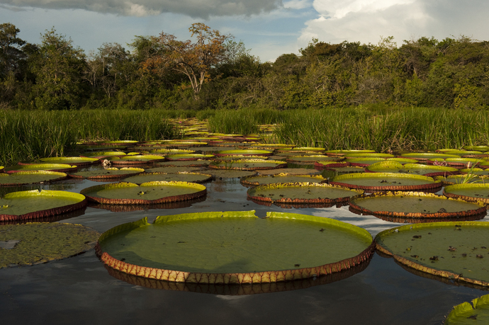 Would you believe me if I told you that part of the Amazon Rainforest is located in France?