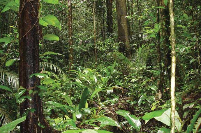 Would you believe me if I told you that part of the Amazon Rainforest is located in France?
