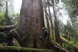 Some of the BC cedars are 1000's of years old. Some had roots that you drove under with a car.
