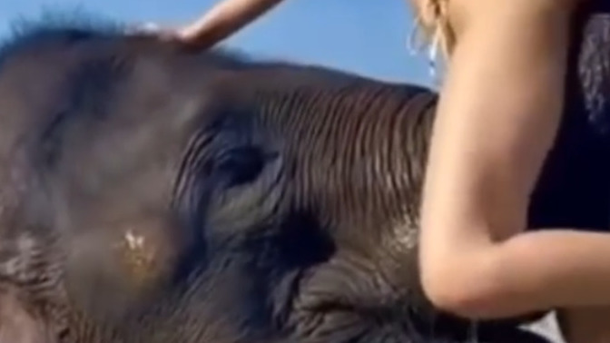 Would you go swimming with an elephant?